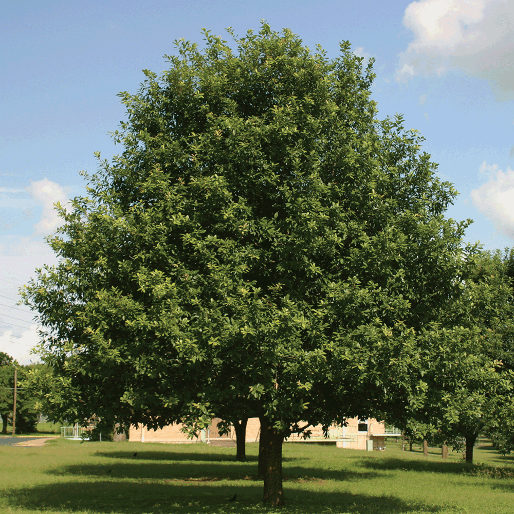 oak monterrey mexican trees quercus polymorpha shade austintexas monterey gov grow tree guest plant growing botanical fast