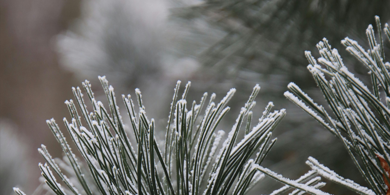 A photo showing pine needles with frost on them.