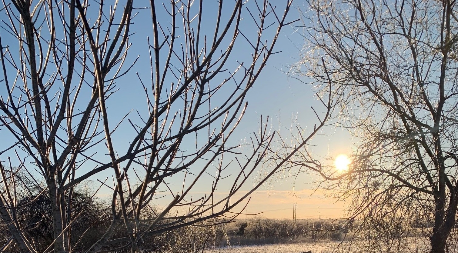 Early morning sunrise and silhouette of trees in wintry weather