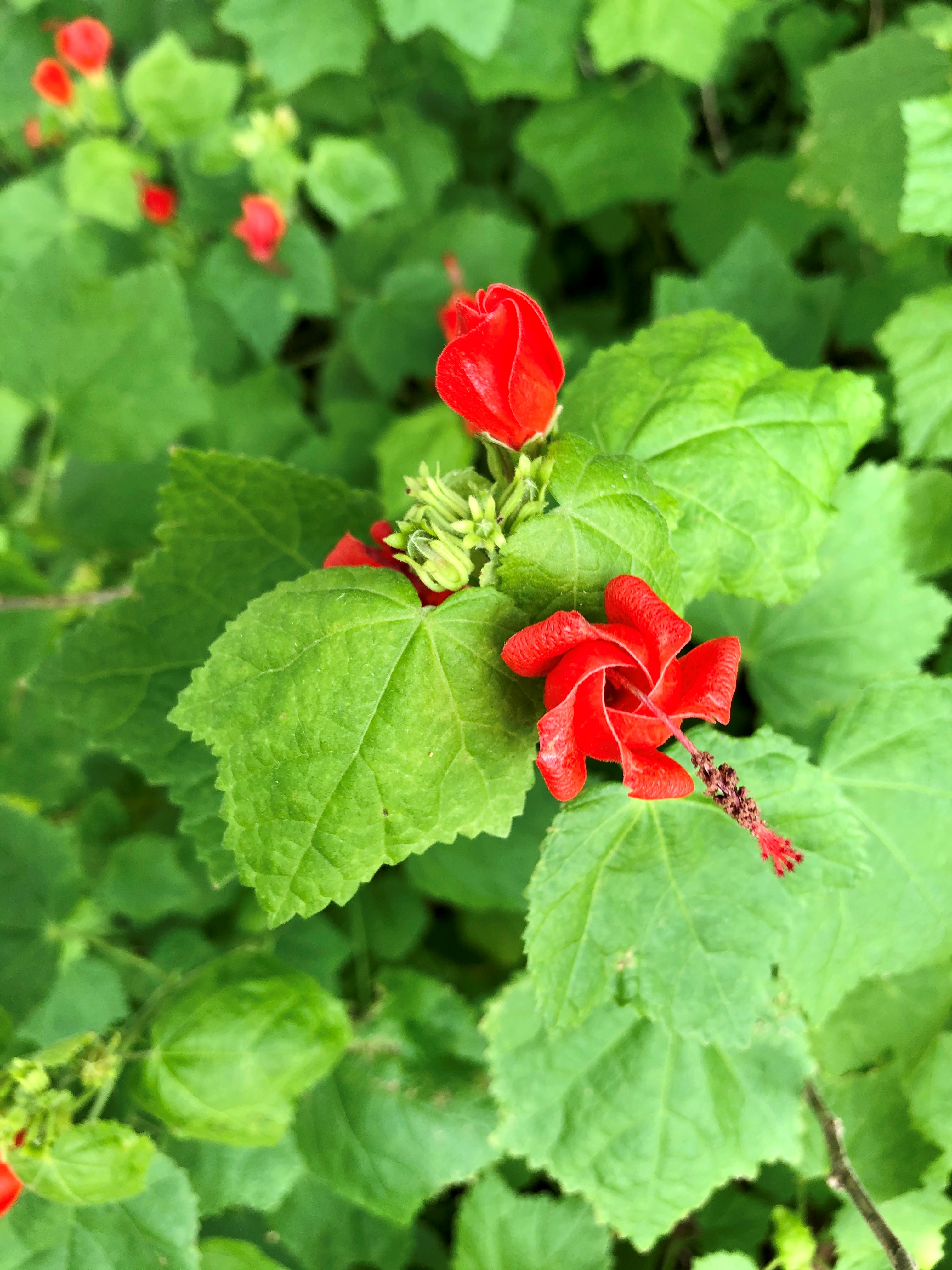 10+ Turk Cap Plant - AnnalenaLiberty