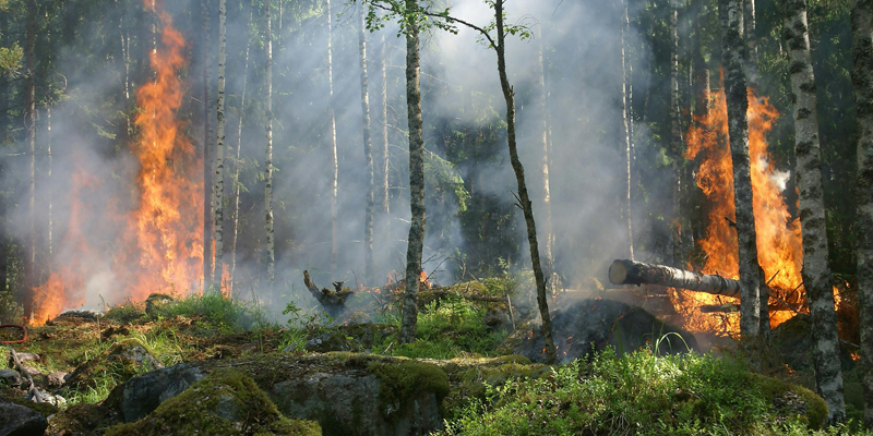 image of wildfire in a forest