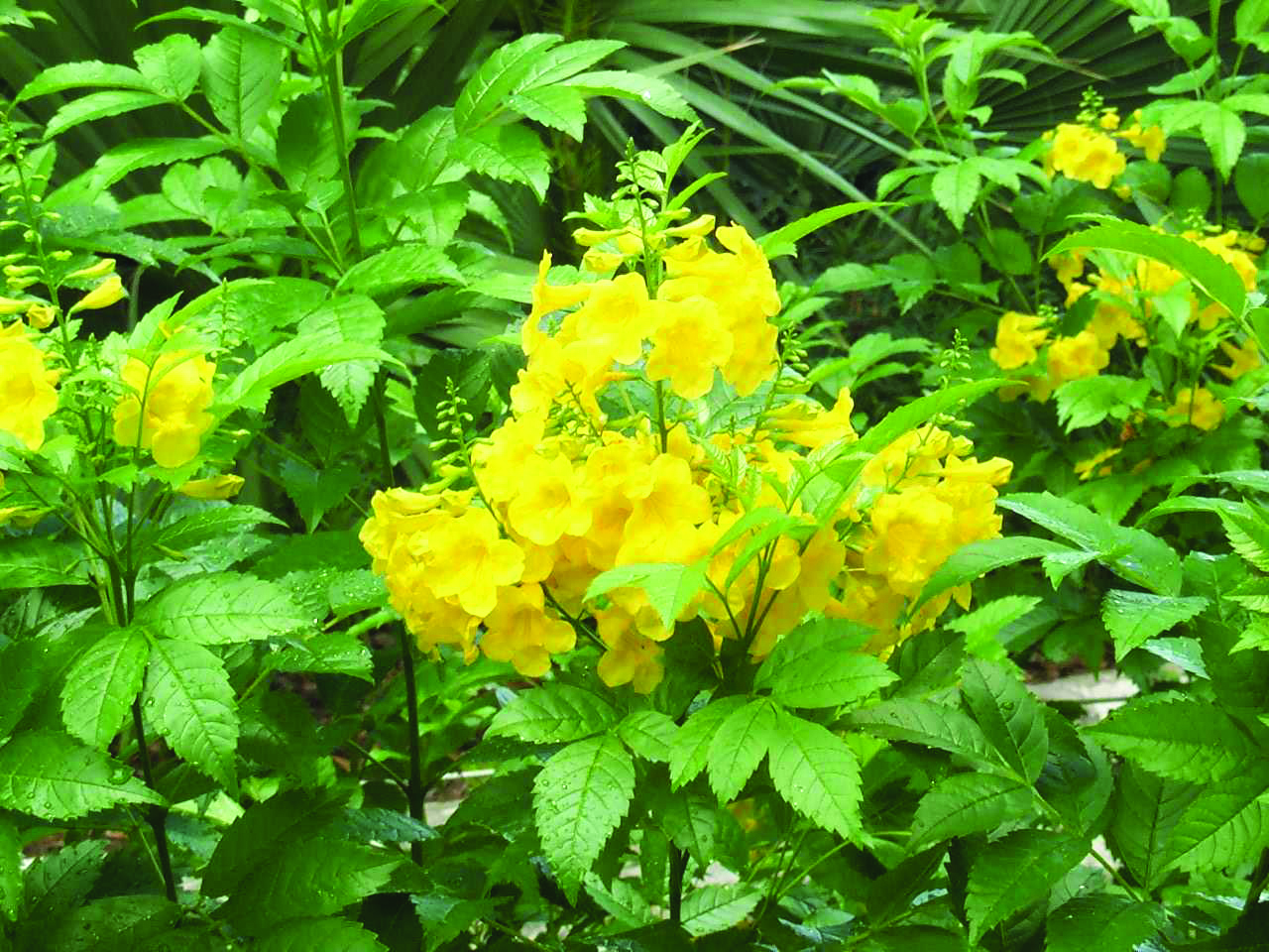 texas bush with yellow flowers