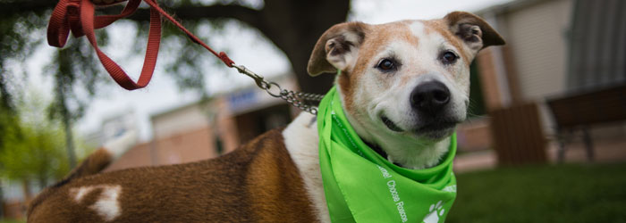 Rescue Partners | AustinTexas.gov