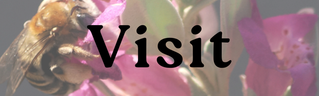 Banner that reads "Visit" with a photo of a native bee visiting a native flower species.