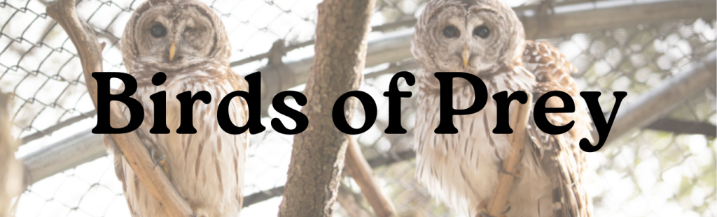 Barred owls with "Birds of Prey" title