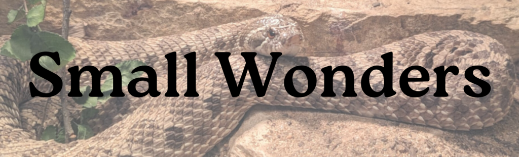 Hognose snake with "Small Wonders" title