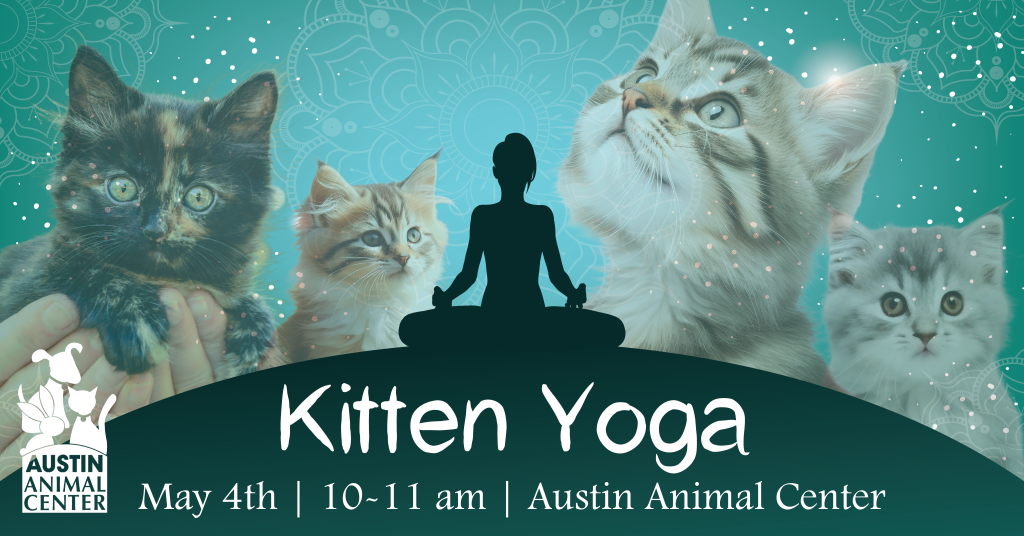 Kitten Yoga promo image