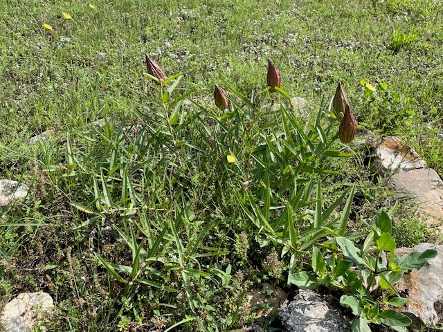 Green plants with redish brown pod blooms