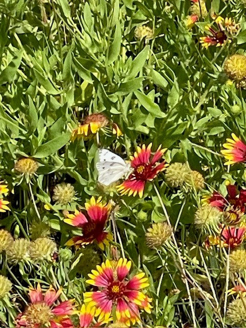 white butterfly on orange and yellow flower
