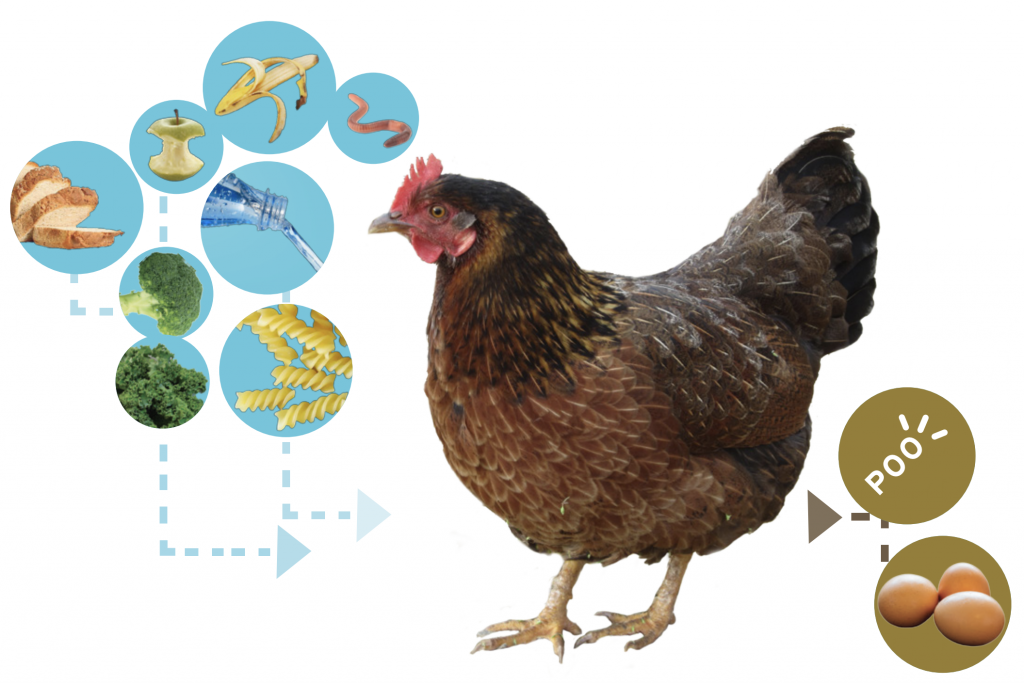 Input (food scraps and water) and output (droppings) of chickens