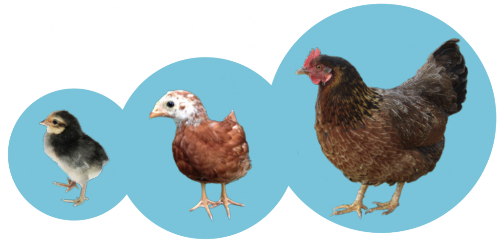 Chicken, pullet and hen