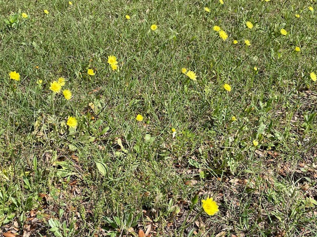 Yellow flowers in field