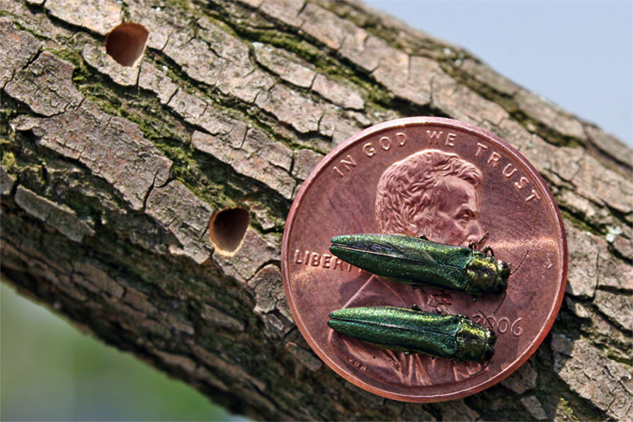 Adult Emerald Ash Borers on a penny for size reference, exit holes visible.