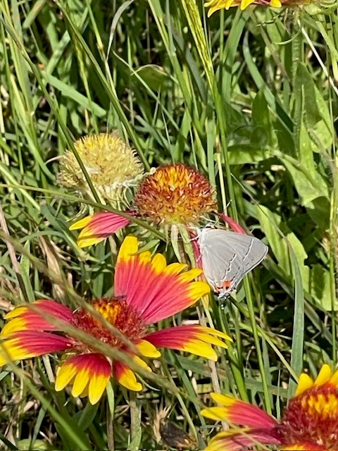 grey butterfly on orange and yellow flower