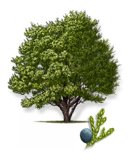 Ashe Juniper tree