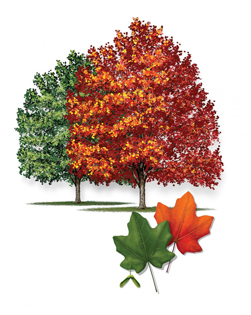 Big Tooth Maple tree