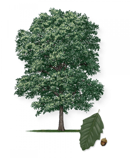 Mexican_White_Oak