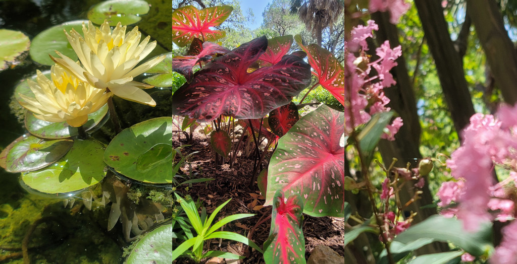 Yellow waterlilies red leafed plants, pink flowers