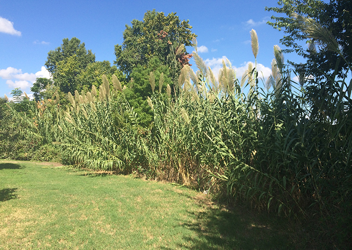 Non-native plants like Giant Cane and Bermuda grass invade an Austin park