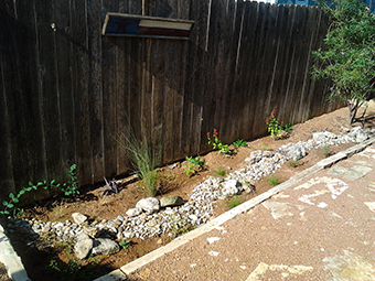 WPD staff home raingarden installed in 2012 and flourishing 3 years later.