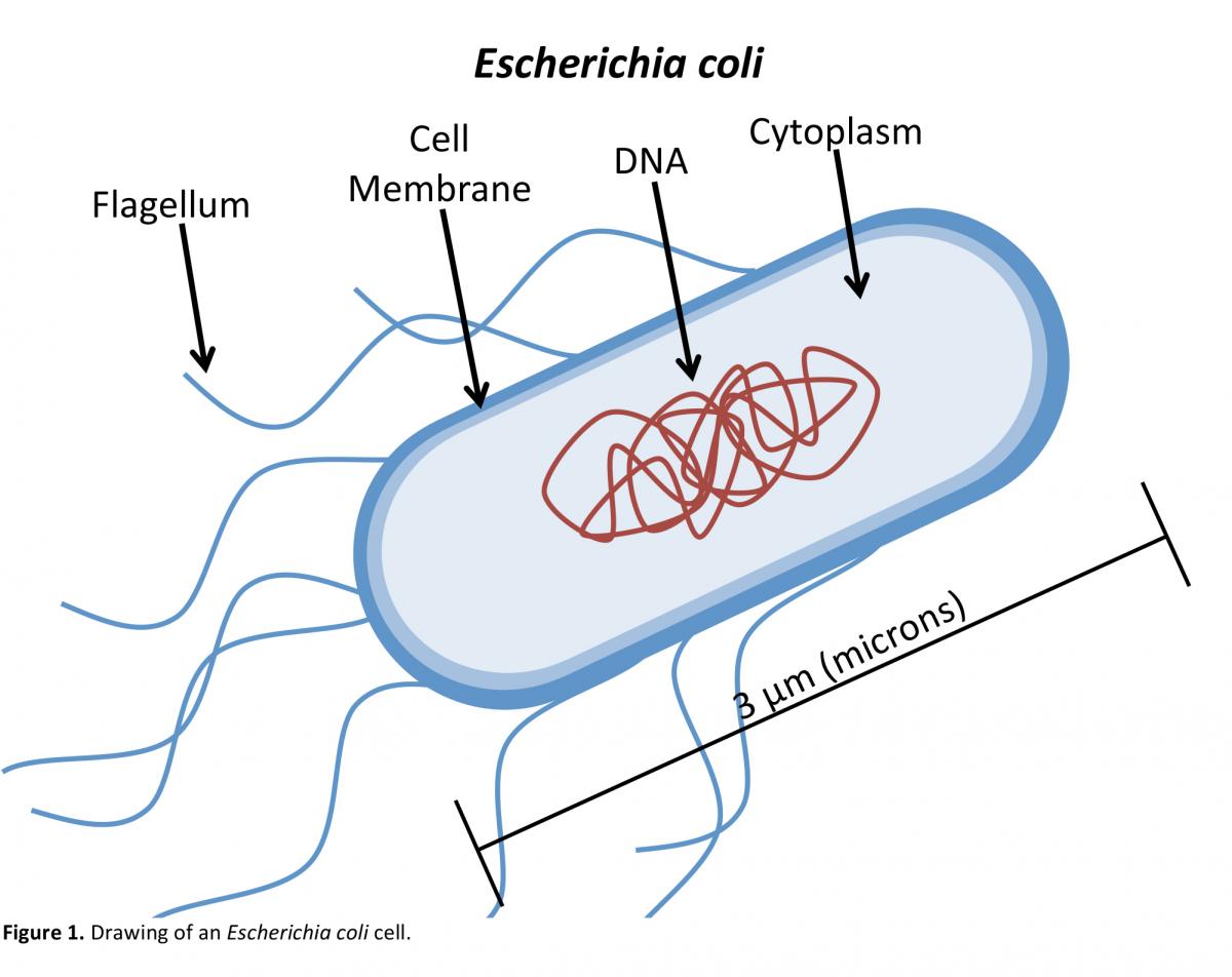 Escherichia coli рисунок микробиология - 91 фото