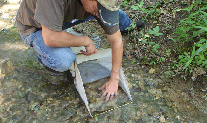 Scientists collect aquatic invertebrates, pick them from white pans and bring them back to the lab for identification