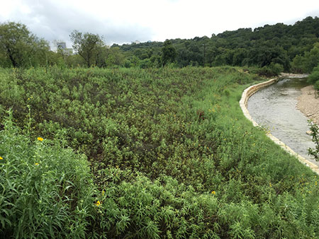 Photo of portion of restored bank