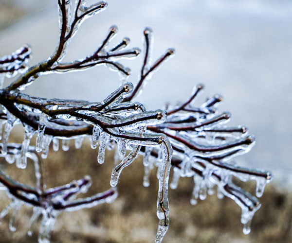 Frozen tree branch