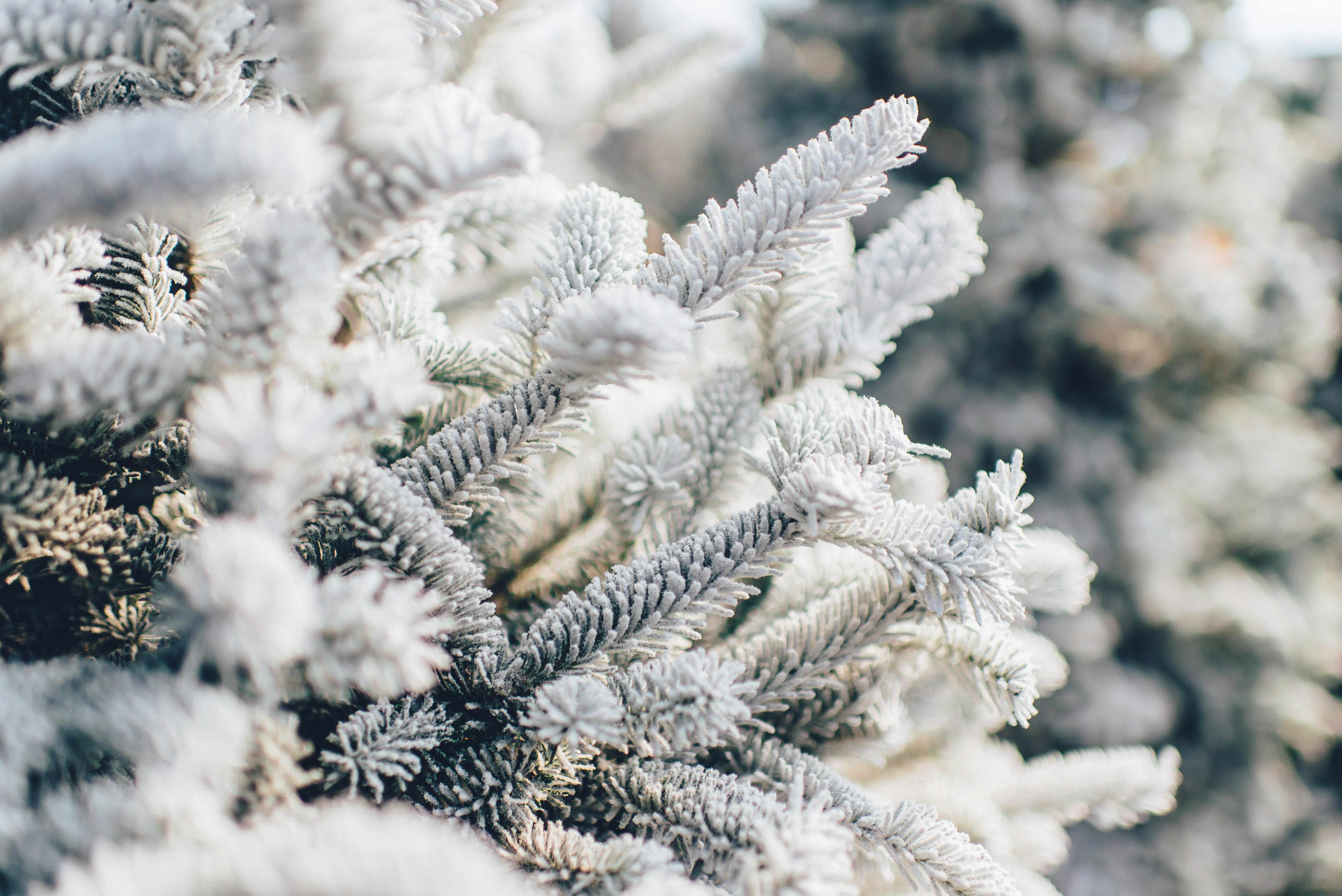 A photo showing frost on a branch.