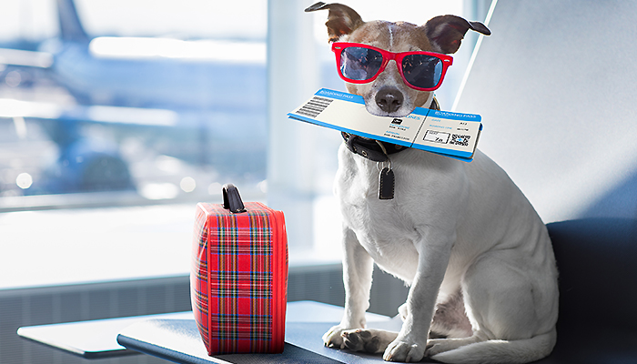 Continental airlines dog outlet cargo