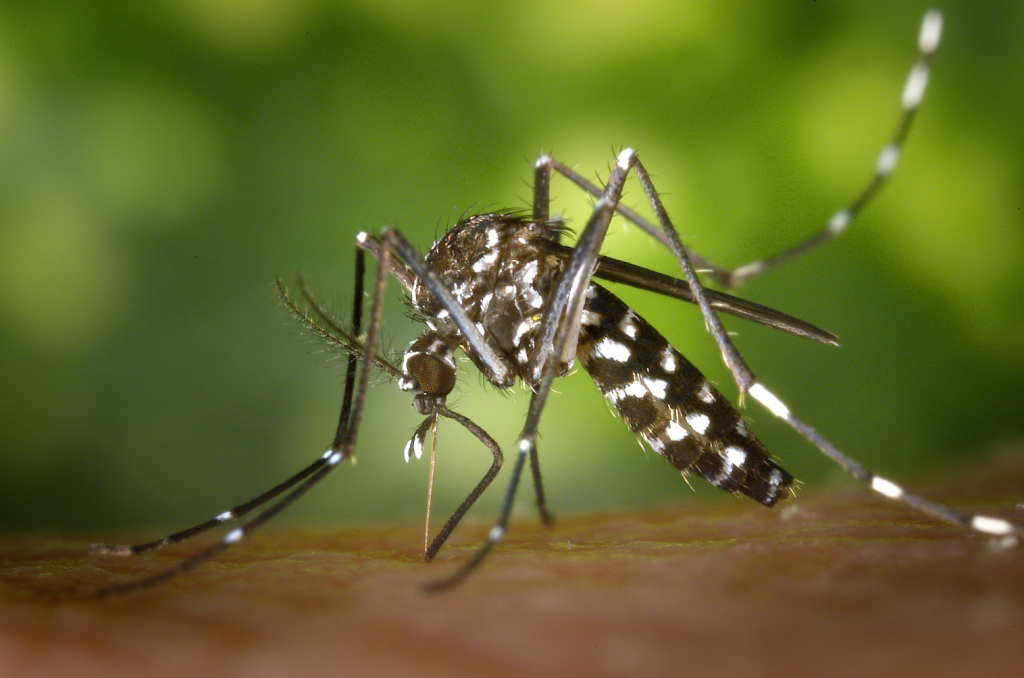 closeup of mosquito biting skin