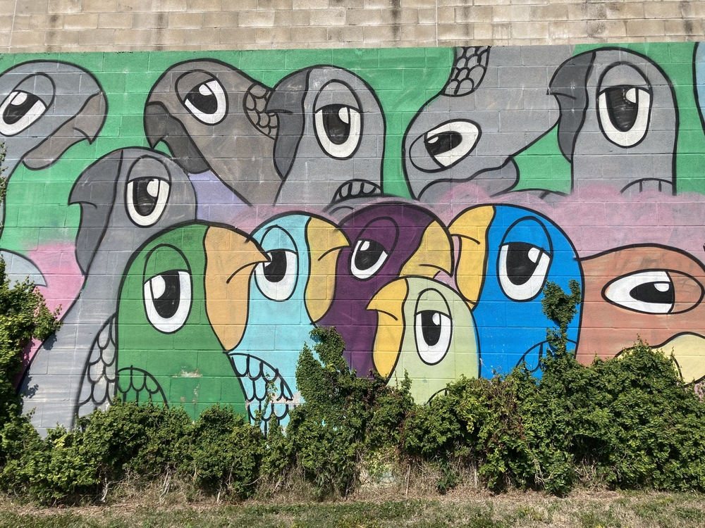 Photograph of a mural of several multi-colored parrots