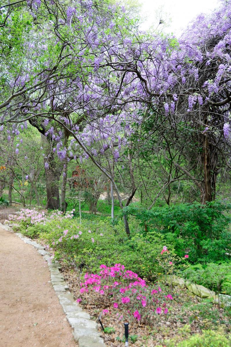 Zilker Botanical Gardens A Jewel Set Within The Heart Of Austin