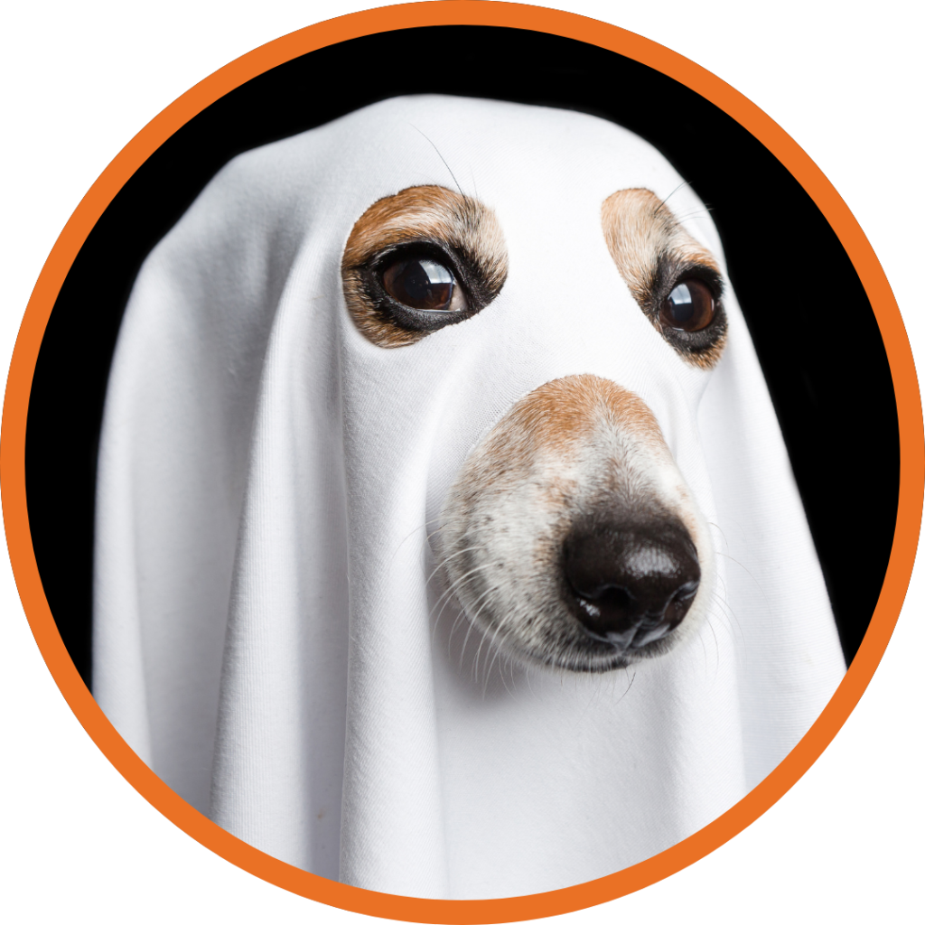 A dog wears a ghost costume made from a white sheet.