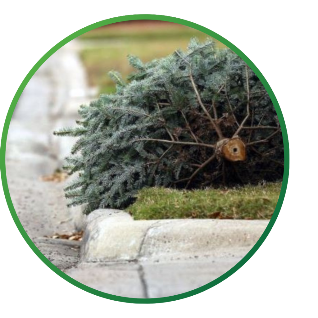 A holiday tree laid out at the curb.