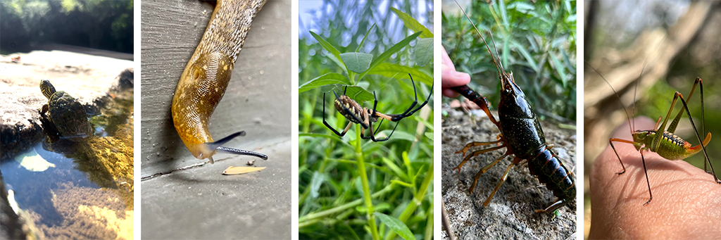 Five photos of animals taken by Danny: a little turtle, a close up of a slug, a spider on a plant, a crawfish, and a green bug with long legs.