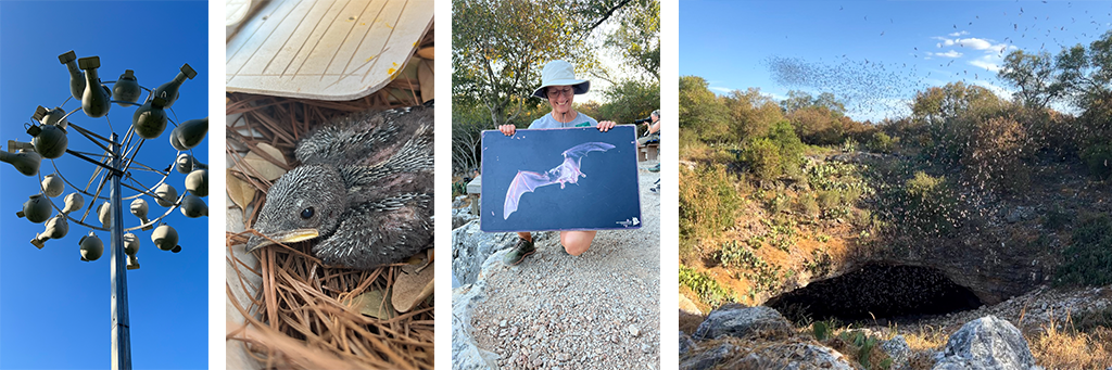Four photos taken by Danny: a gourd home for Purple Martins, a Purple Martin fledgling, a person holds a large photo of a bat, hundreds of bats fly out of a cave.