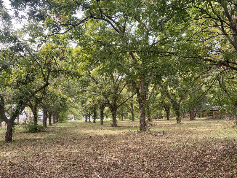 Rows of mature pecan trees are shown in what is Tillery Neighborhood Park. 