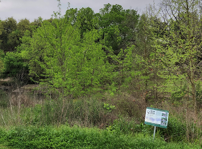 "Grow Zone - This stretch of the creek bank is not mowed so that native plants can grow."