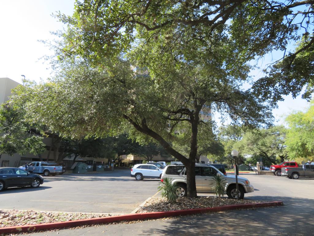 A tree in a parking lot with branches pruned above cars and people.