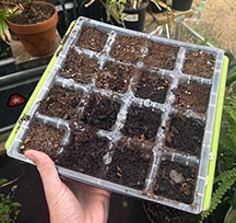 Seeds are placed into individual pots with well-draining soil mix.