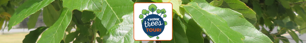 Banner image - Leaves and the ThinkTrees Tour logo.