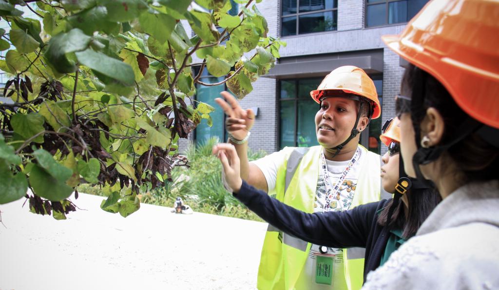 Two women and a man wearing safety helmets are looking closely at the branches of a redbud tree.