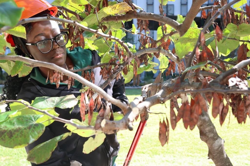 A young woman wearing a safety helmet looking closely at the branches of a redbud tree.