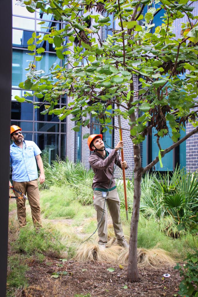 Two men wearing safety helmets look up into a redbud tree. One of them is using a lopper on a pole to cut a branch.