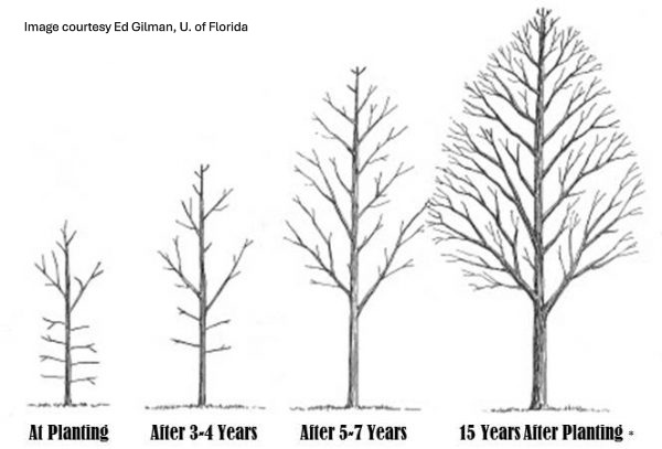 Four drawings of a tree labeled "At planting," "After 3-4 years," "After 5-7 years," and "15 years after planting."