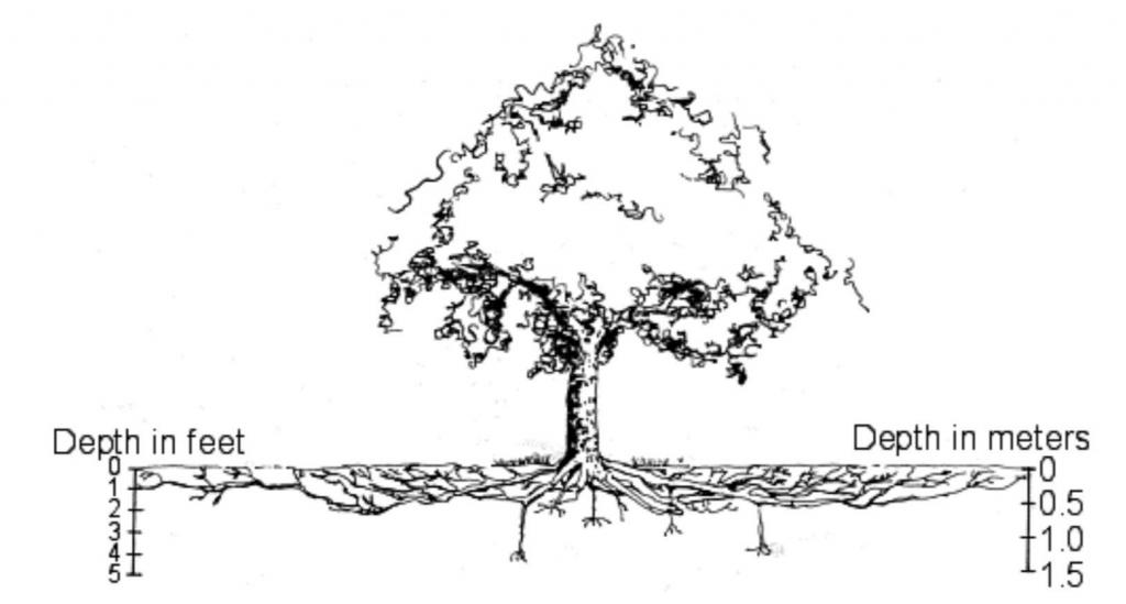 tree root system diagram