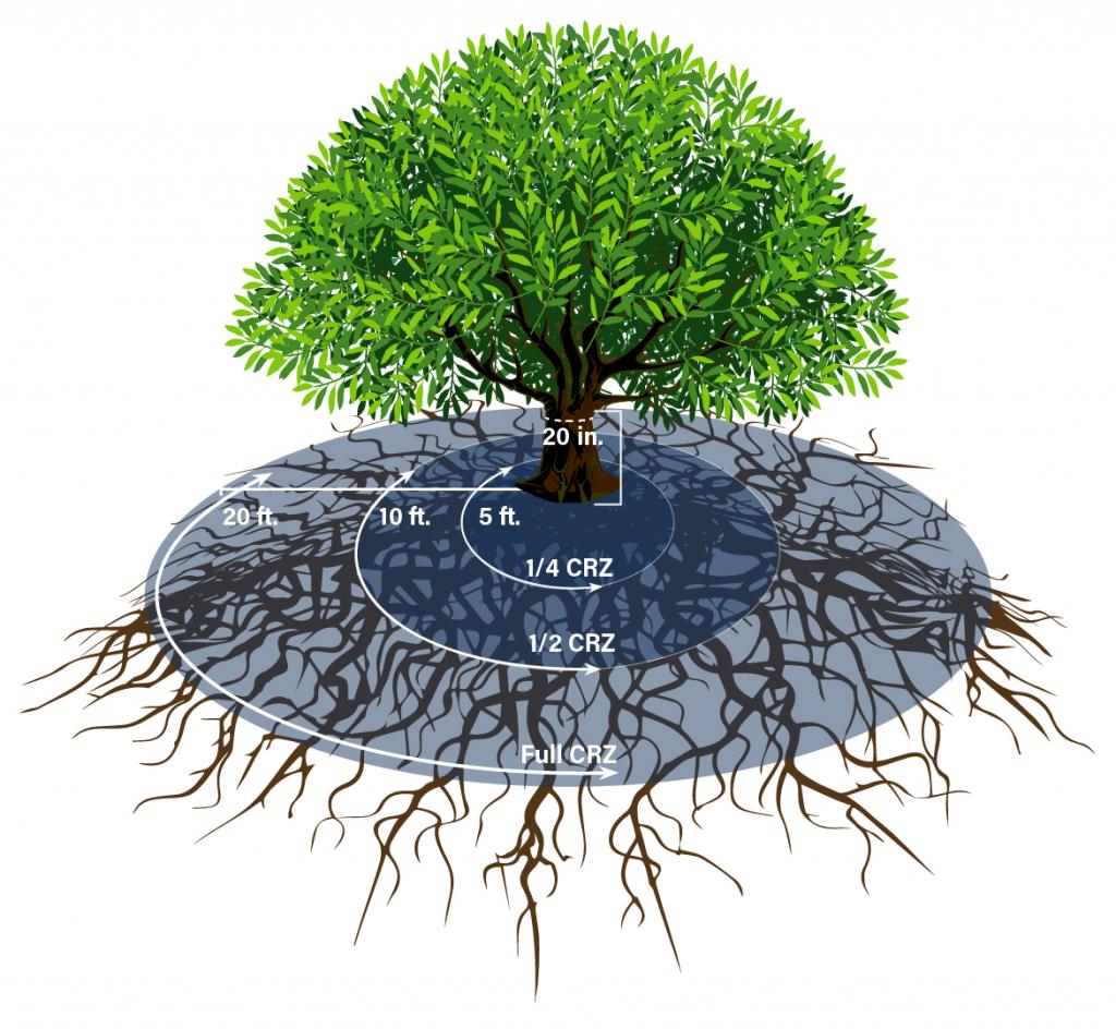 critical tree root zone diagram