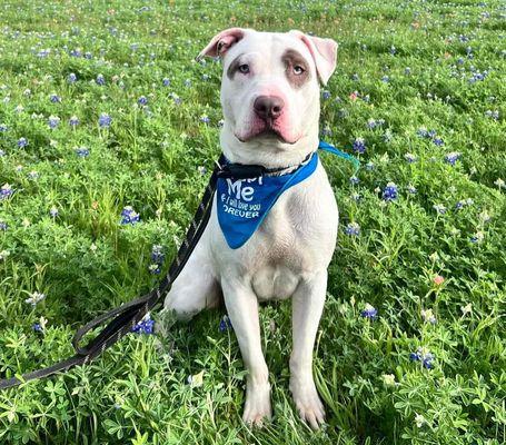 A dog available for adoption - Wishbone