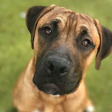 Brown and black mixed breed dog